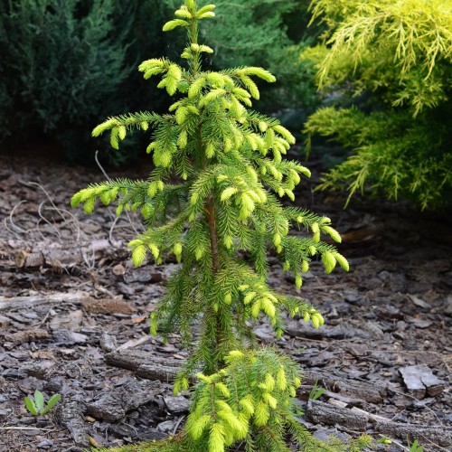 Picea omorika 'Golden Rain' - Serbia kuusk 'Golden Rain' C5/5L